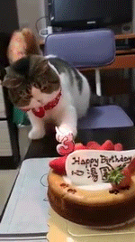 猫过生日玩蜡烛的动态图动物gif搞笑图片
