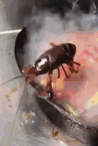 小龙虾的搞笑gif图动物gif搞笑图片