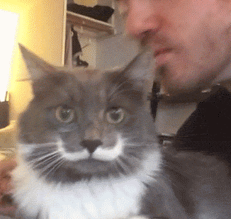 亲猫咪被打的搞笑动图动物gif搞笑图片