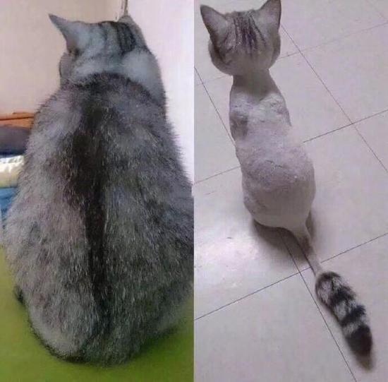 虚胖的猫剃毛前后对比图动物gif搞笑图片