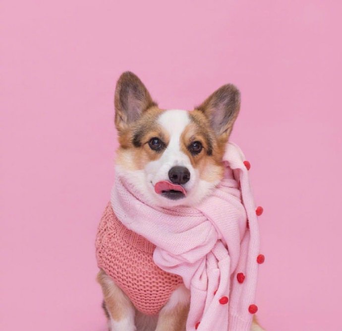 粉色少女心柯基微信头像动物gif搞笑图片