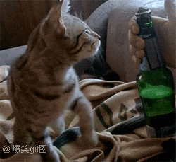 猫咬开啤酒瓶盖的动态图动物gif搞笑图片