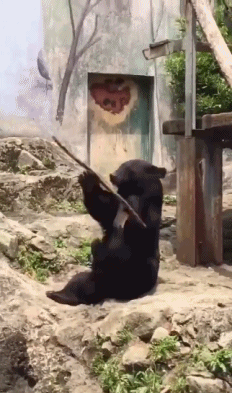 黑熊玩棍子的动图动物gif搞笑图片