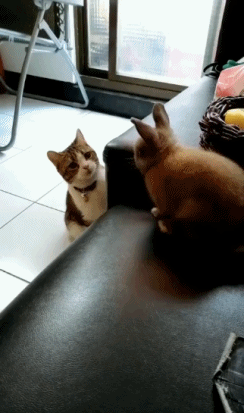 猫跟兔子对视的搞笑gif图动物gif搞笑图片