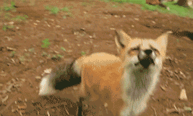 可爱的狐狸gif动图动物gif搞笑图片
