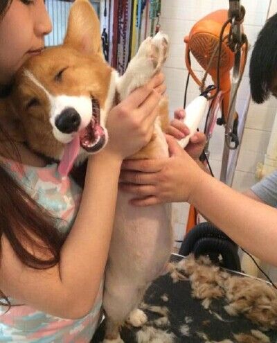狗狗剃毛的搞笑图片动物gif搞笑图片