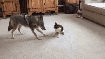 猫跟狼打架的动图动物gif搞笑图片