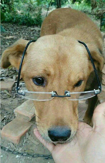 狗狗金毛戴眼镜的图片动物gif搞笑图片