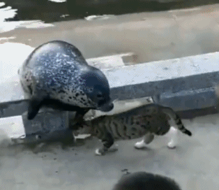 喵喵拳的搞笑动图动物gif搞笑图片