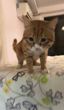 猫咪生气的动图动物gif搞笑图片