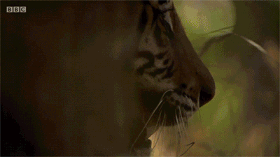 老虎走路的搞笑GIF图动物gif搞笑图片