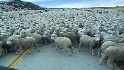 一大群羊gif动图动物gif搞笑图片