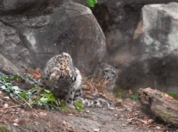 猫科动物被吓一跳的动图动物gif搞笑图片