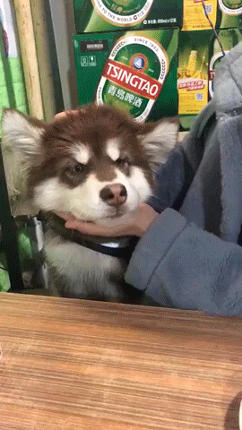 阿拉撕家变哈士奇的动图动物gif搞笑图片