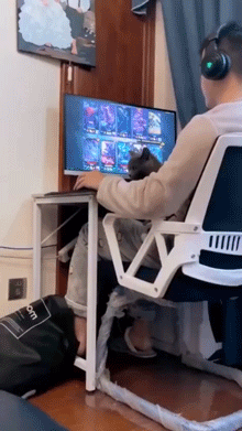 猫跳起来被抓gif图动物gif搞笑图片