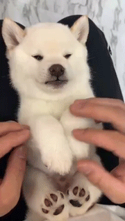 捏狗狗脸的动态图动物gif搞笑图片