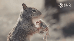松鼠吃肉的动图动物gif搞笑图片
