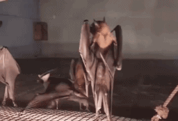 蝙蝠倒立的动态gif图动物gif搞笑图片