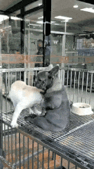 搞笑的狗狗动态图动物gif搞笑图片