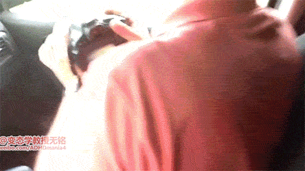 黑熊开汽车车门的动图动物gif搞笑图片