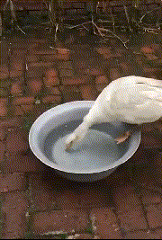 大鹅摔倒的搞笑动图动物gif搞笑图片