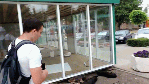 采访狗狗被咬的搞笑动图动物gif搞笑图片