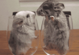 龙猫亲吻的动态图动物gif搞笑图片