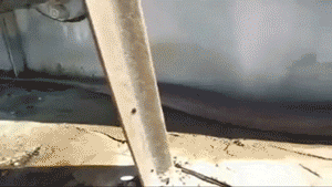 蟒蛇攻击人的动图动物gif搞笑图片