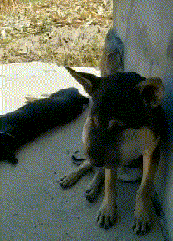 被蜜蜂蛰的狗狗动图动物gif搞笑图片