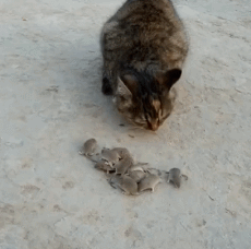 猫吃老鼠的动态图动物gif搞笑图片