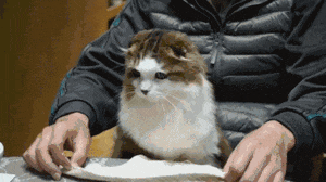 猫围围巾的可爱动图动物gif搞笑图片