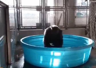 大猩猩洗澡玩水的搞笑动图动物gif搞笑图片