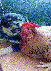 狗跟鸡的搞笑动态图动物gif搞笑图片