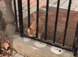 肥猫被围栏卡住的动图动物gif搞笑图片