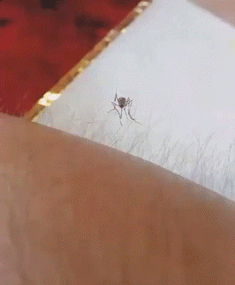 蚊子吸血的搞笑动图动物gif搞笑图片