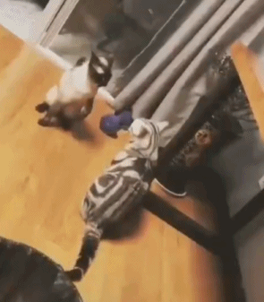 猫打架的搞笑动图动物gif搞笑图片