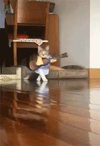 猫走猫步的动态图动物gif搞笑图片