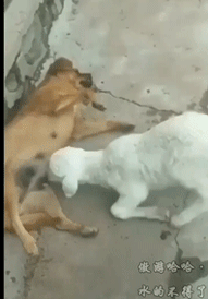 羊喝狗的奶gif动图动物gif搞笑图片