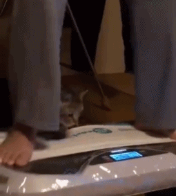 公猫的蛋蛋动态图动物gif搞笑图片