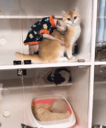 猫咪按摩踩奶的动图动物gif搞笑图片