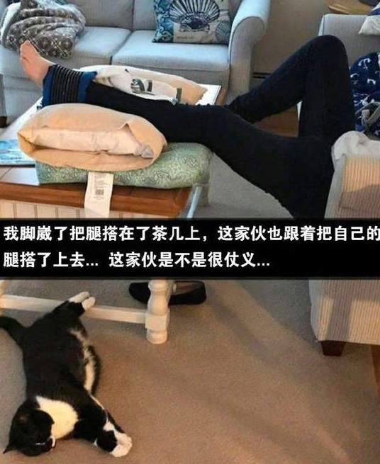 可爱的猫咪跷二郎腿的图片动物gif搞笑图片