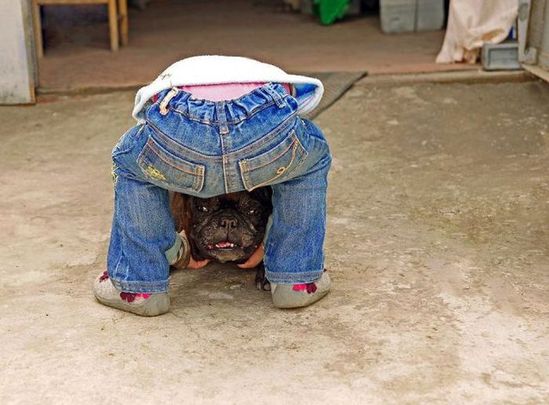 搞笑的动物错位图片动物gif搞笑图片