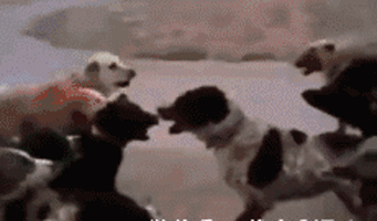 狗打架群殴的搞笑gif图动物gif搞笑图片