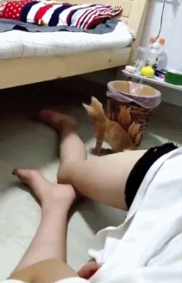 橘猫的蠢萌搞笑动态图动物gif搞笑图片