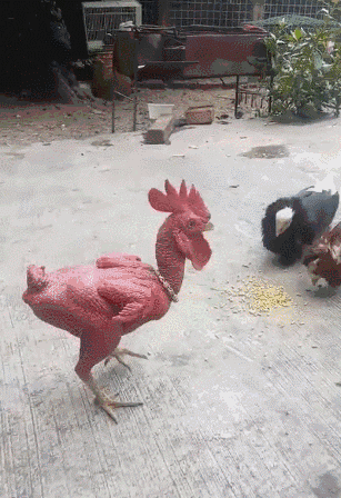 没毛的公鸡动图动物gif搞笑图片