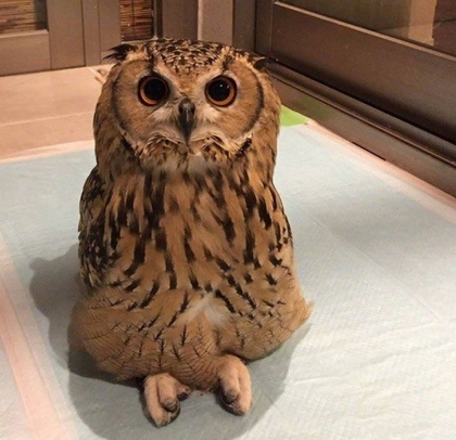 可爱呆萌的猫头鹰图片动物gif搞笑图片