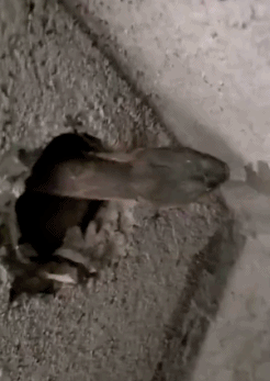 搞笑的蛇gif动态图动物gif搞笑图片