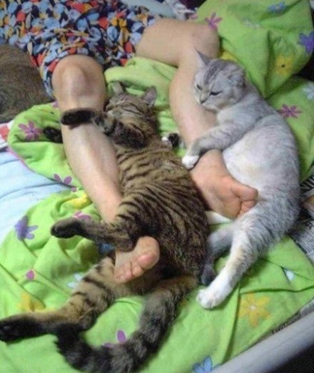 猫咪抱大腿的搞笑图片动物gif搞笑图片