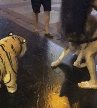 哈士奇的搞笑动态图动物gif搞笑图片