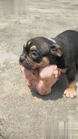 狗狗护食的动图动物gif搞笑图片